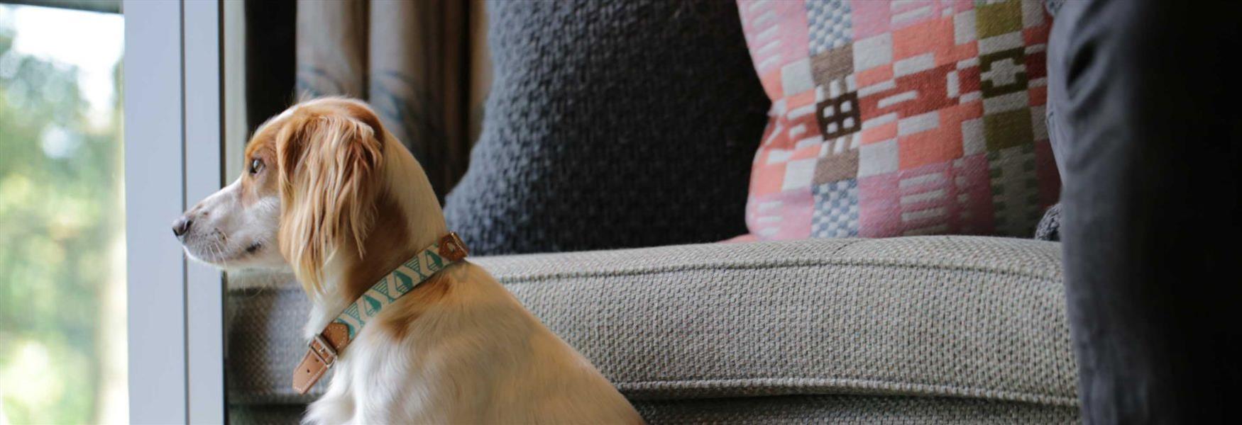 Pet Friendly Visit Antrim & Newtownabbey