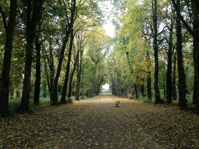 The Lime Avenue