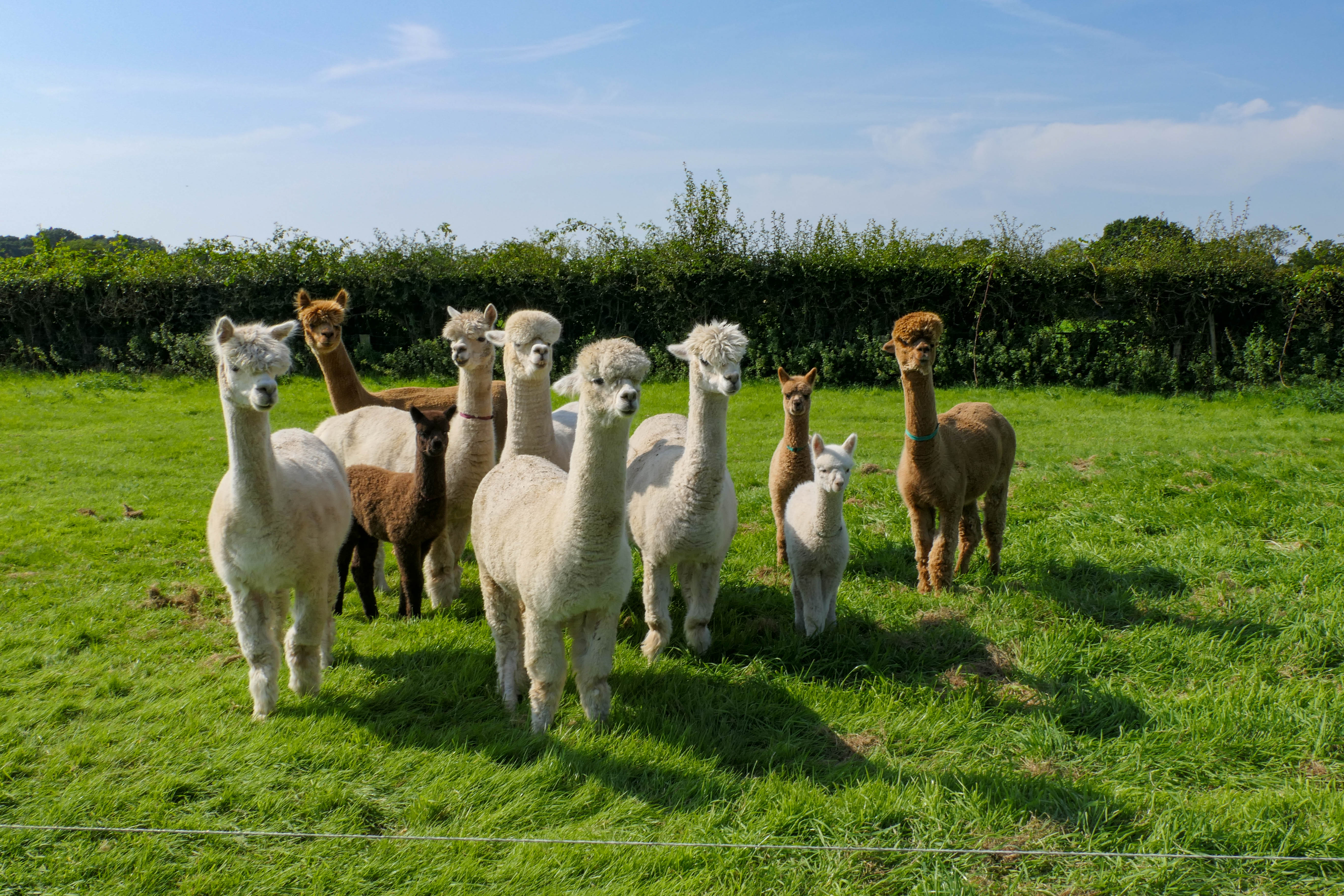 Millstream Alpacas